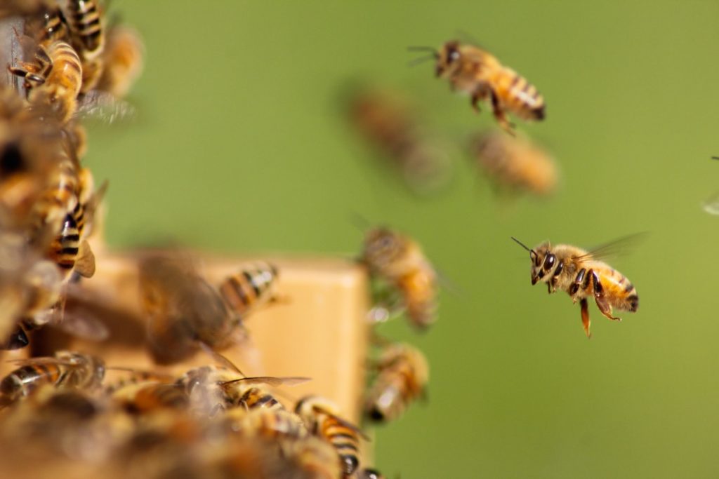 Matthew Davies image of bees