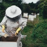 Matthew Davies image of a beekeeper maintaining their beehive.