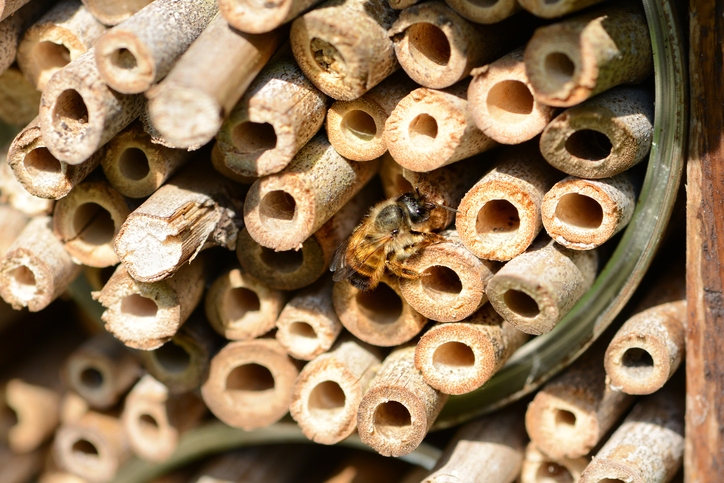 Matthew Davies image of a mason bee colony