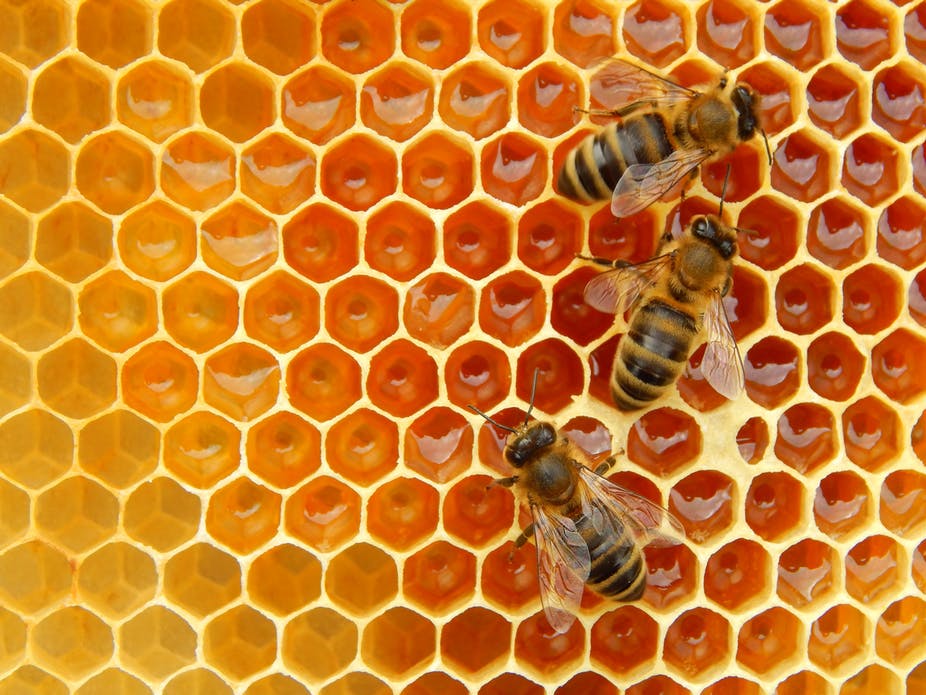 Matthew Davies image of three bees on an artificial honeycomb nest