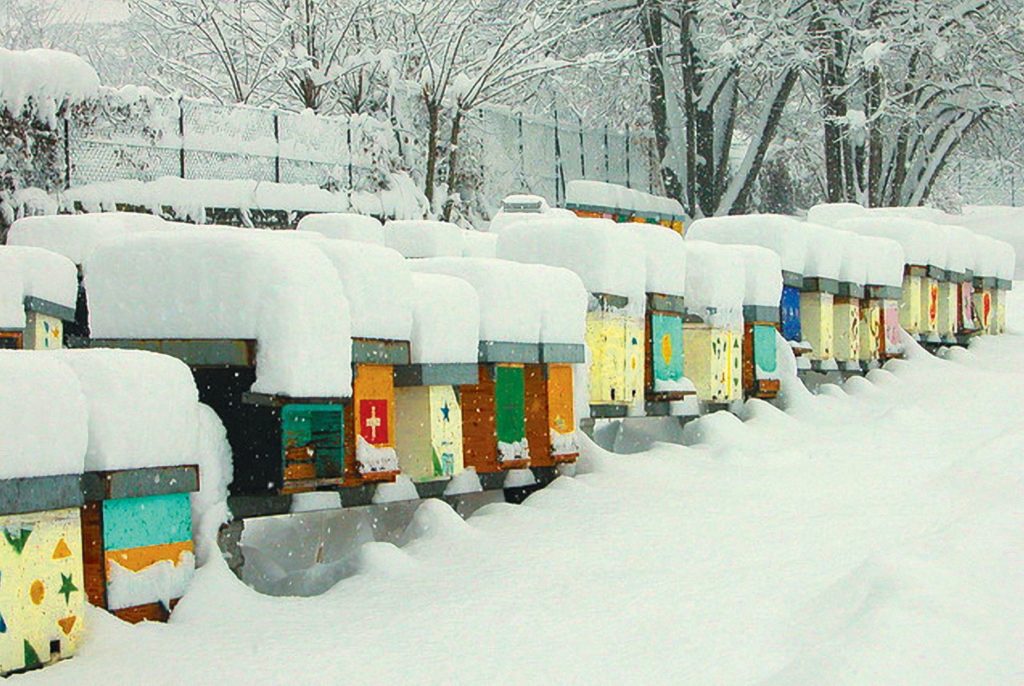 Matthew Davies image of beehives covered in snow.