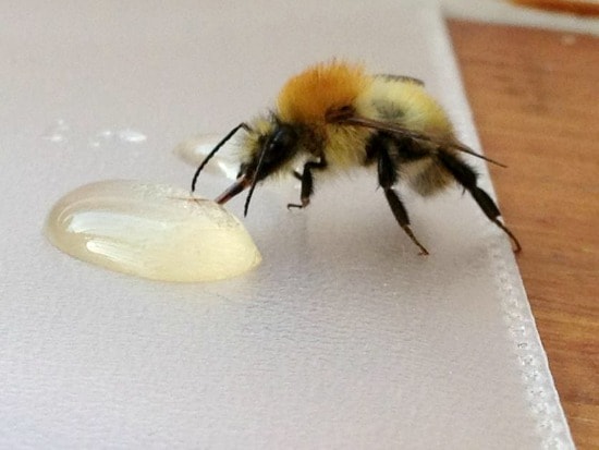 Matthew Davies image of a bee driniking.