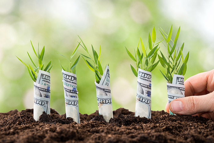 Matthew Davies image of crops growing surrounded by dollar bills.