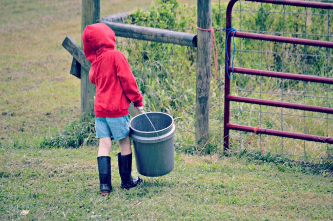 Matthew Davies image of a young child walking a bucket to feed some animals