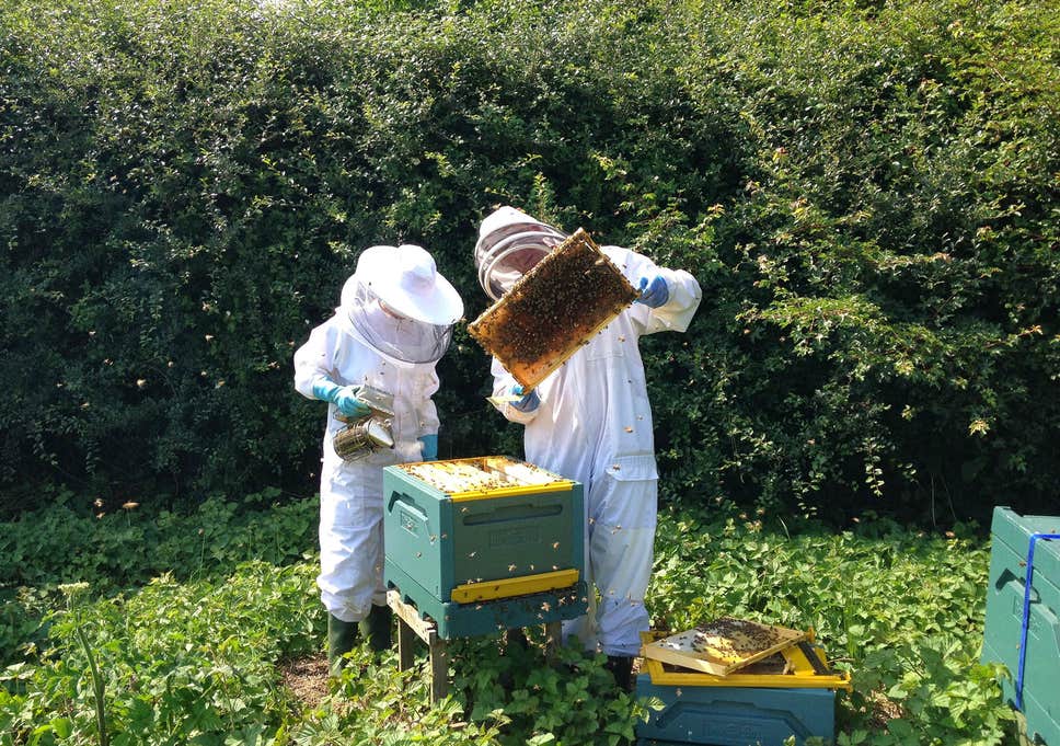 Matthew Davies image of an adult and child working on a hive.
