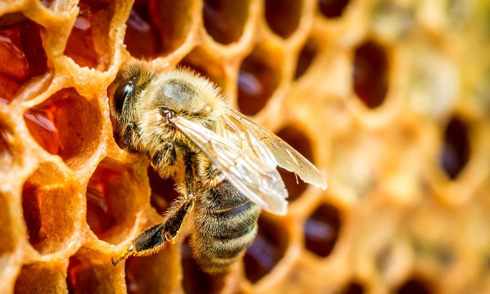 Matthew Davies image of a bee at a honeycomb