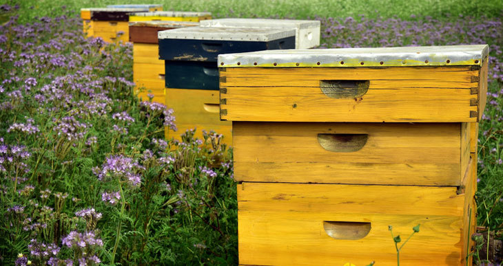 Matthew Davies image of four beehives in a field.
