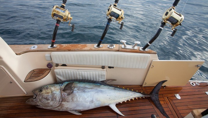 Matthew Davies image of a fish next to three fishing rods on a boat