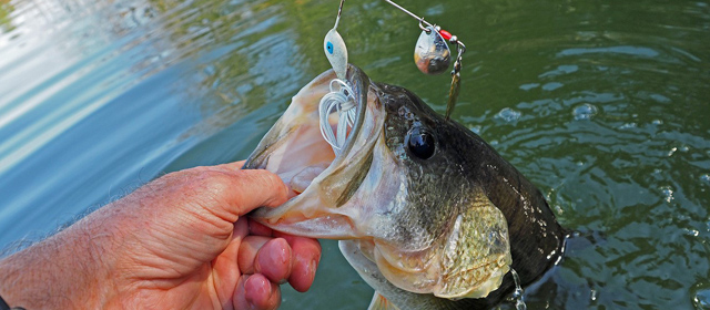 Matthew Davies image of a bass being caught on spinner bait