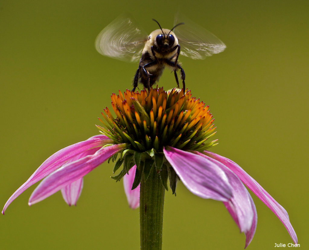 Matthew Davies image of a stingless bee on a flower