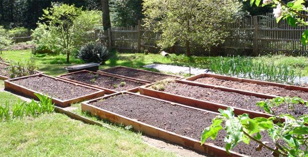 Matthew Davies image of raise garden beds