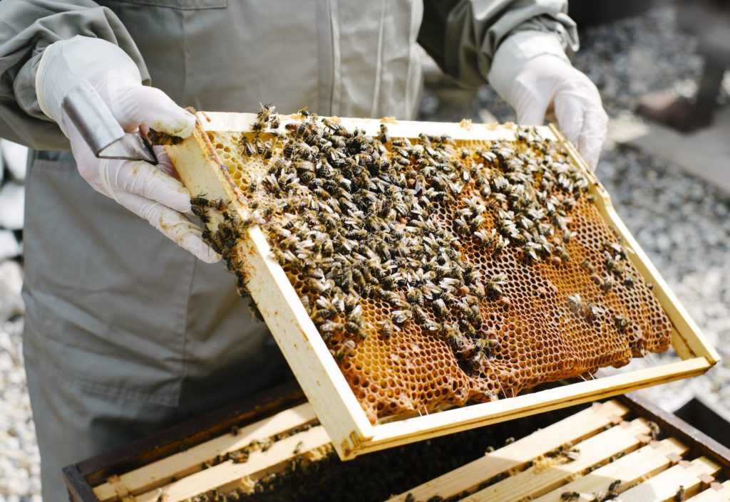 Matthew Davies Image of a person holding a bee hive.