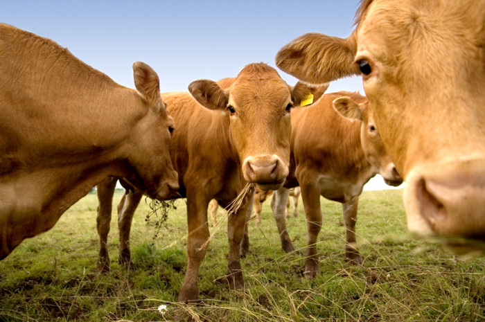 Matthew Davies image of cows