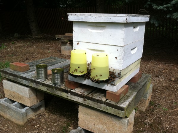 Matthew Davies image of a beehive with feeders attached