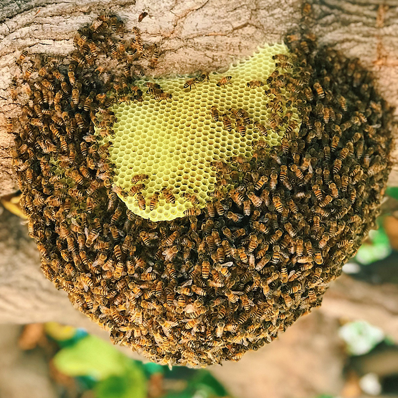 Matthew Davies image of a newly established colony of bees