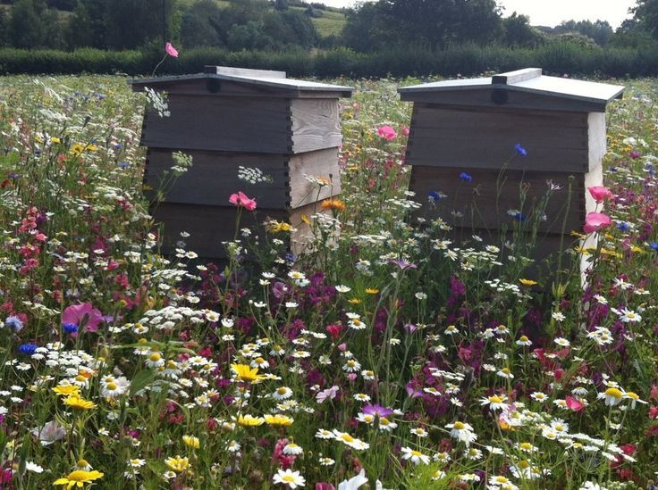 Matthew Davies image of beehives surrounded by flowers