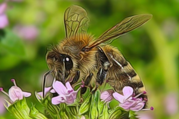 Matthew Davies image of a bee