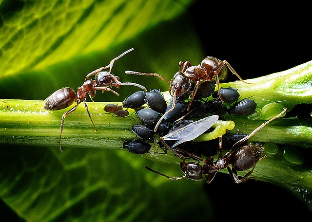 Matthew Davies image of bees and aphids which are both detrimental to bees