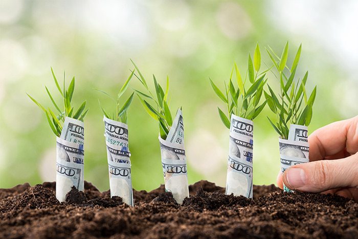 Matthew Davies image of rolled up money and plants growing out of the ground