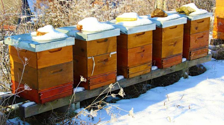 Matthew Davies image of beehives in the snow